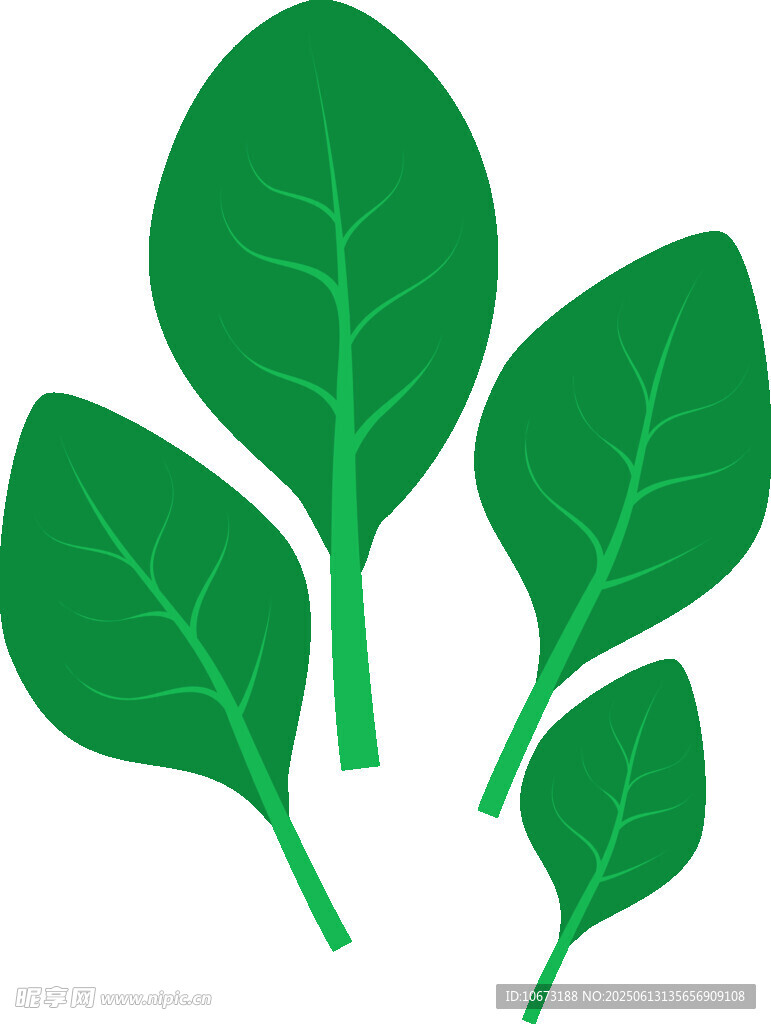 新鮮綠葉蔬菜插畫