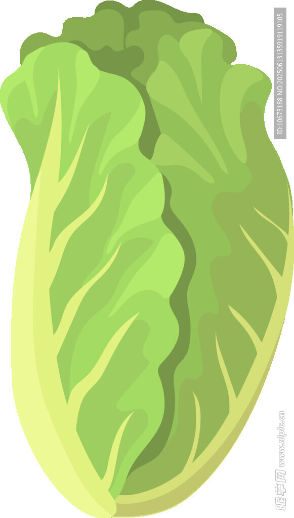 新鮮生菜插畫
