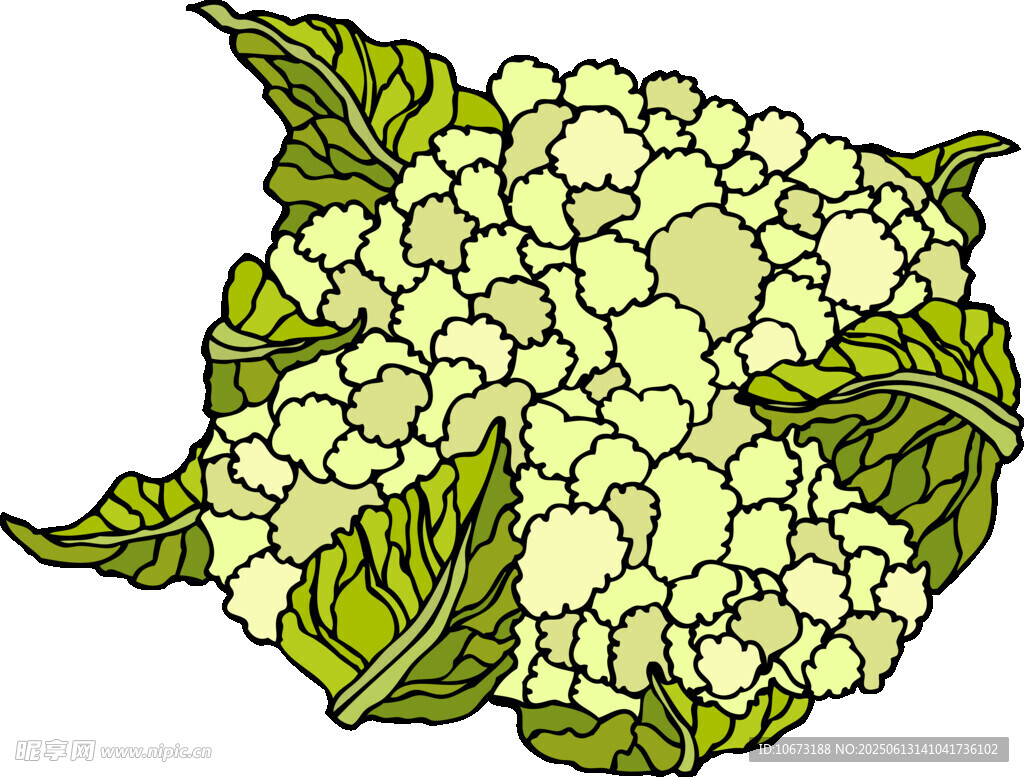 手繪花椰菜插畫