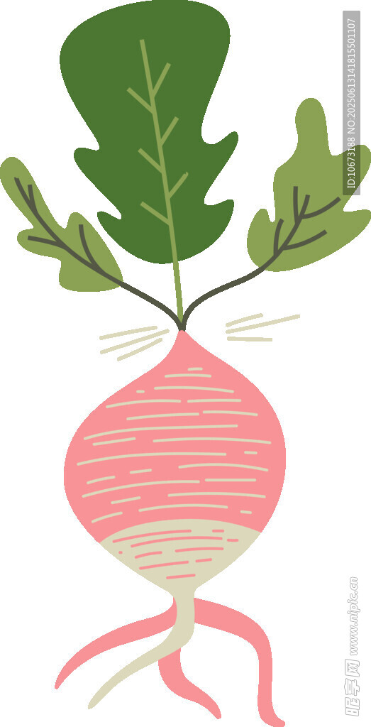 粉色蘿卜插畫