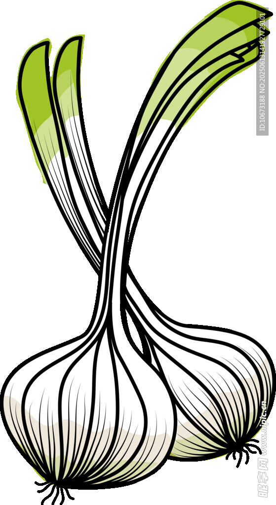 兩顆蔥蒜插畫