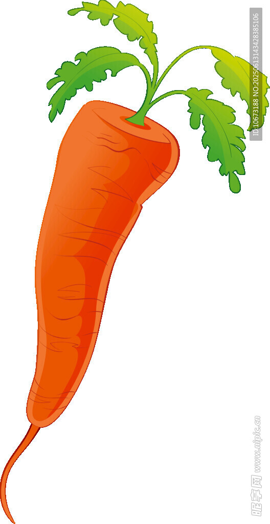 橙色胡蘿卜插畫