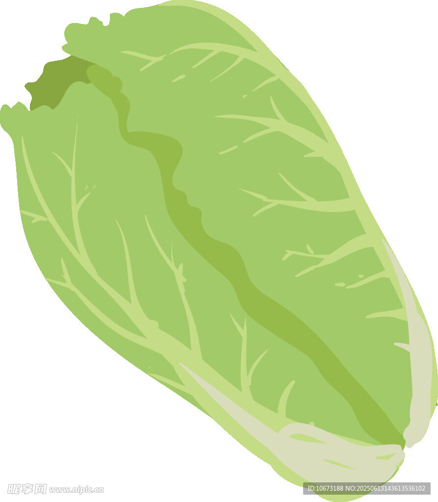 新鮮生菜插畫