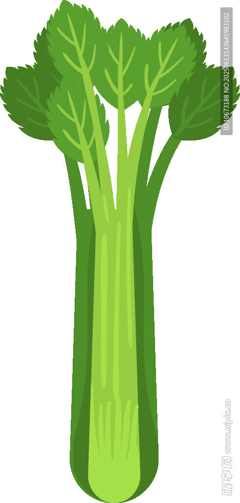 新鮮芹菜插畫