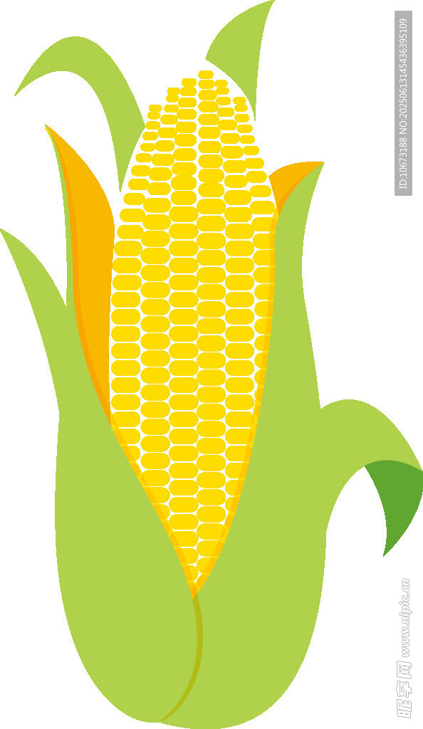 新鮮玉米插畫