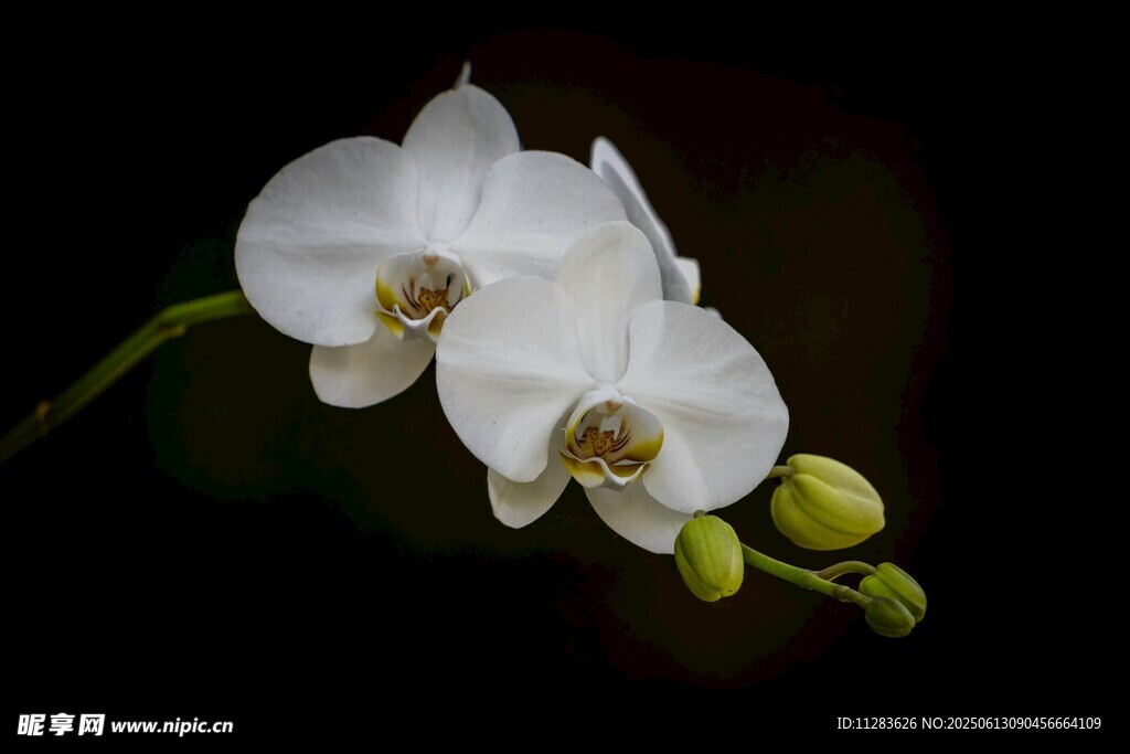 優雅白蘭花