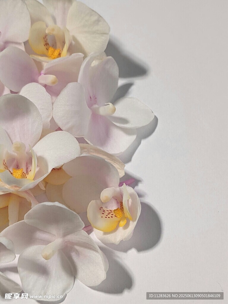 優(yōu)雅白色蝴蝶蘭特寫(xiě)