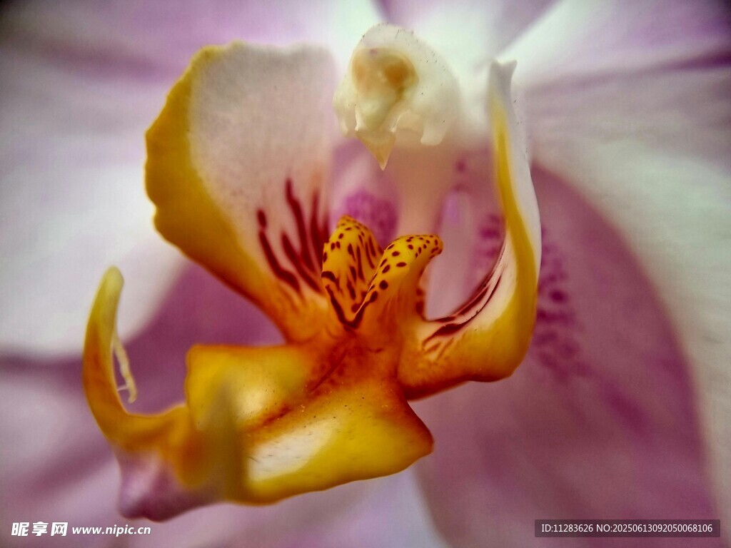 嬌艷蘭花特寫