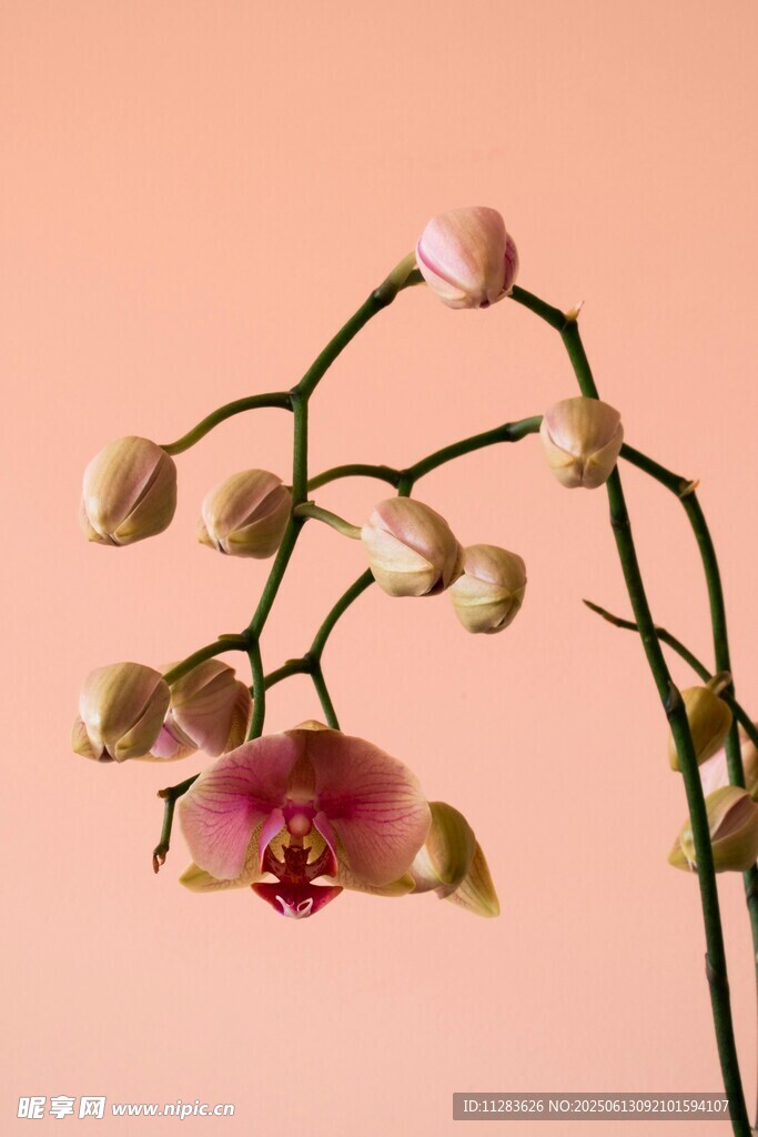 粉色蘭花特寫(xiě)