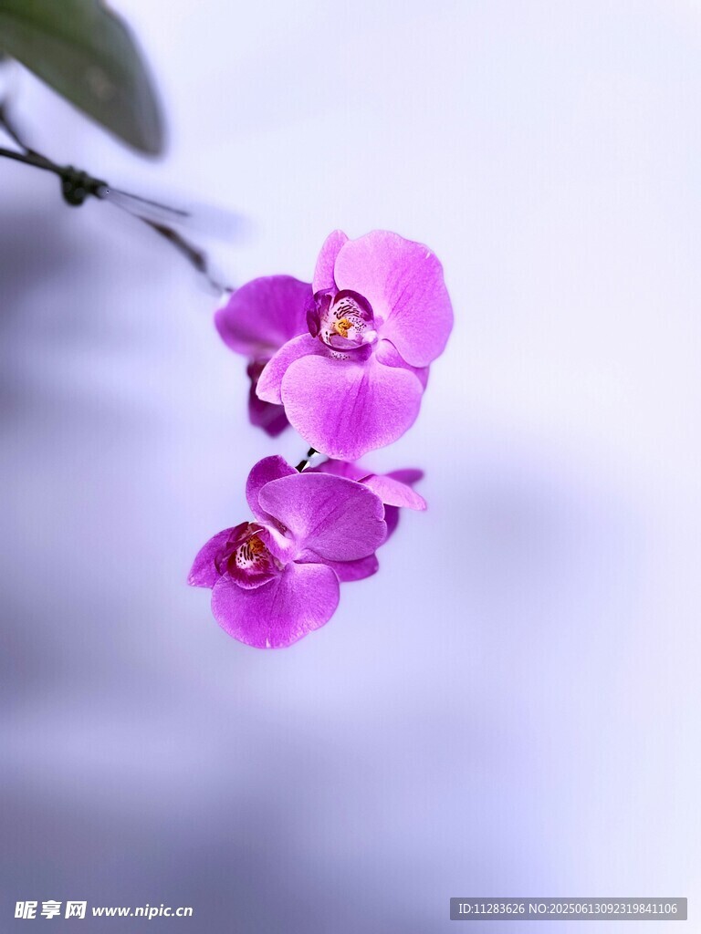 嬌艷紫蘭綻放