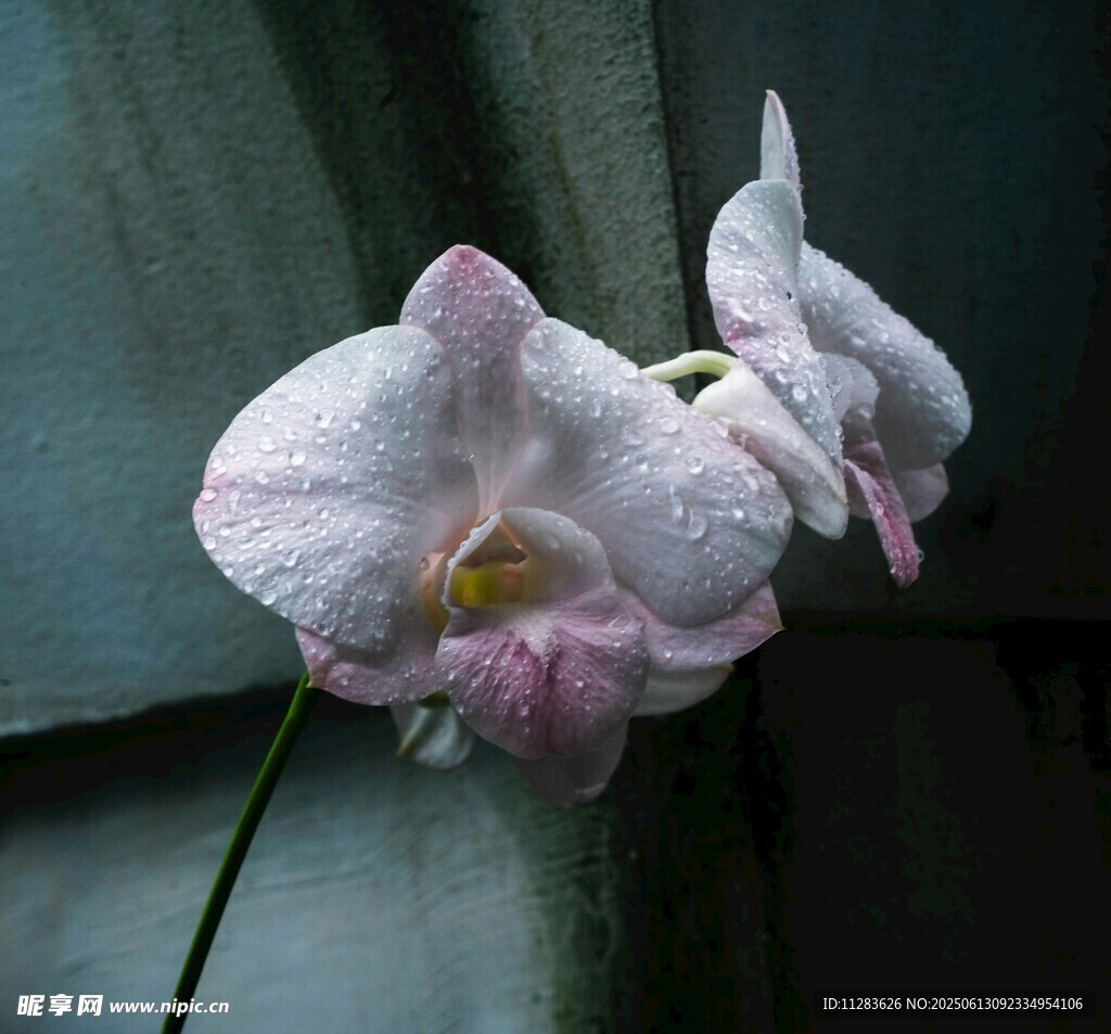 優(yōu)雅粉白蘭花綻放