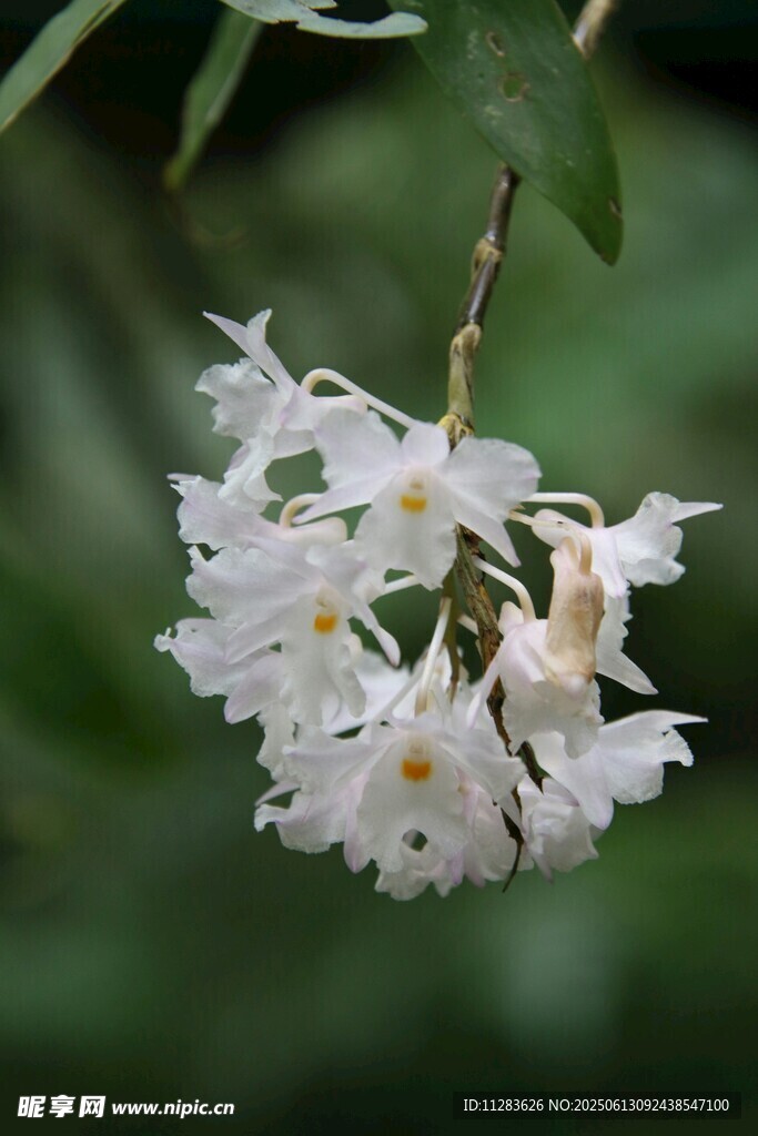 白色小花綻放枝頭