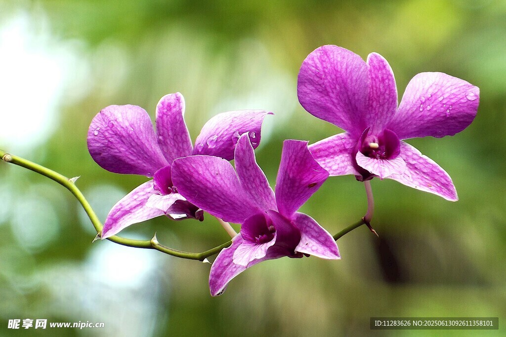 紫色蘭花綻放