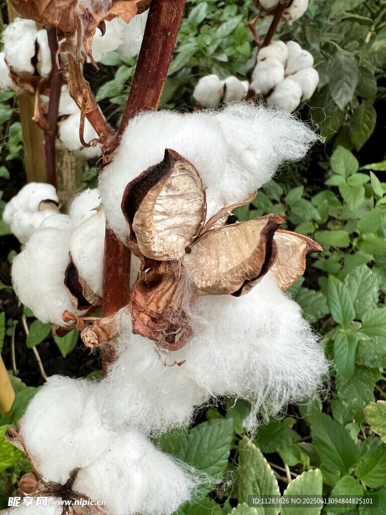 成熟的棉花植株特寫