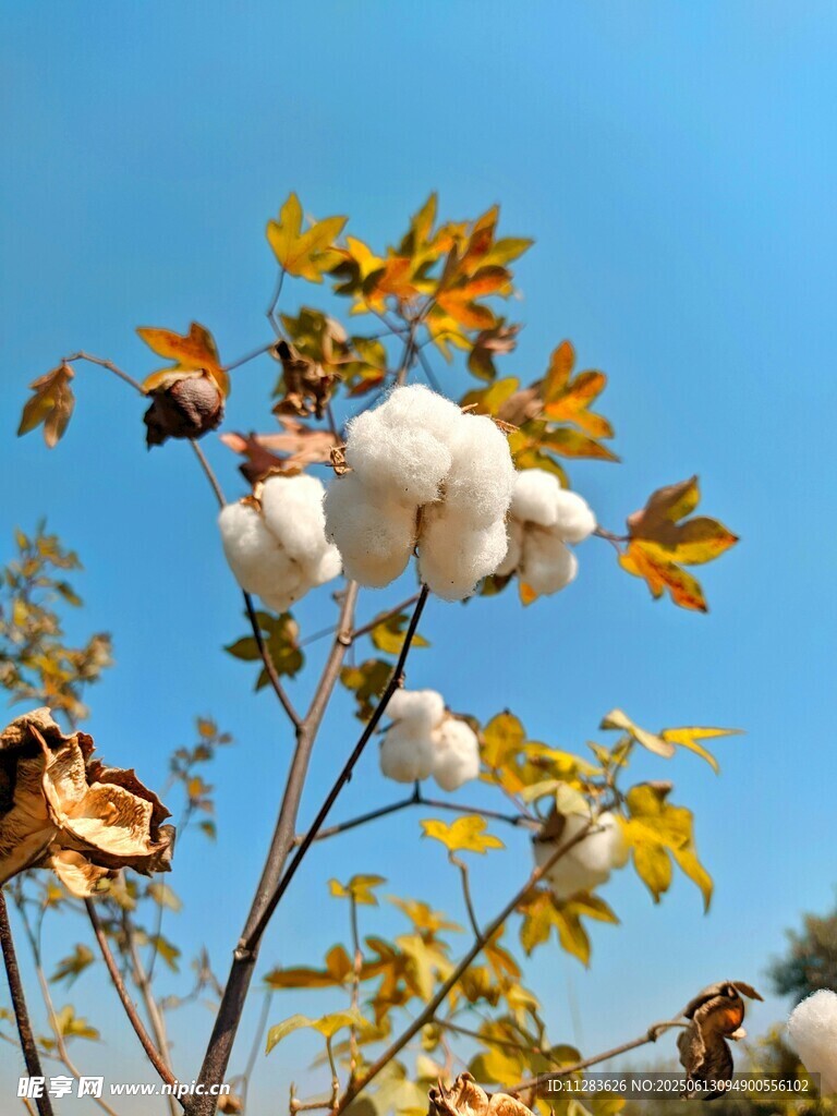 藍(lán)天映襯下的棉花植株