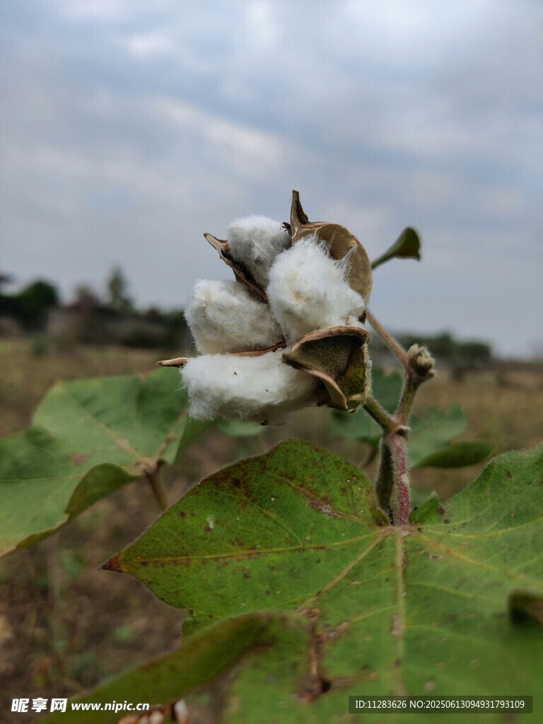 棉株上綻放的潔白棉花