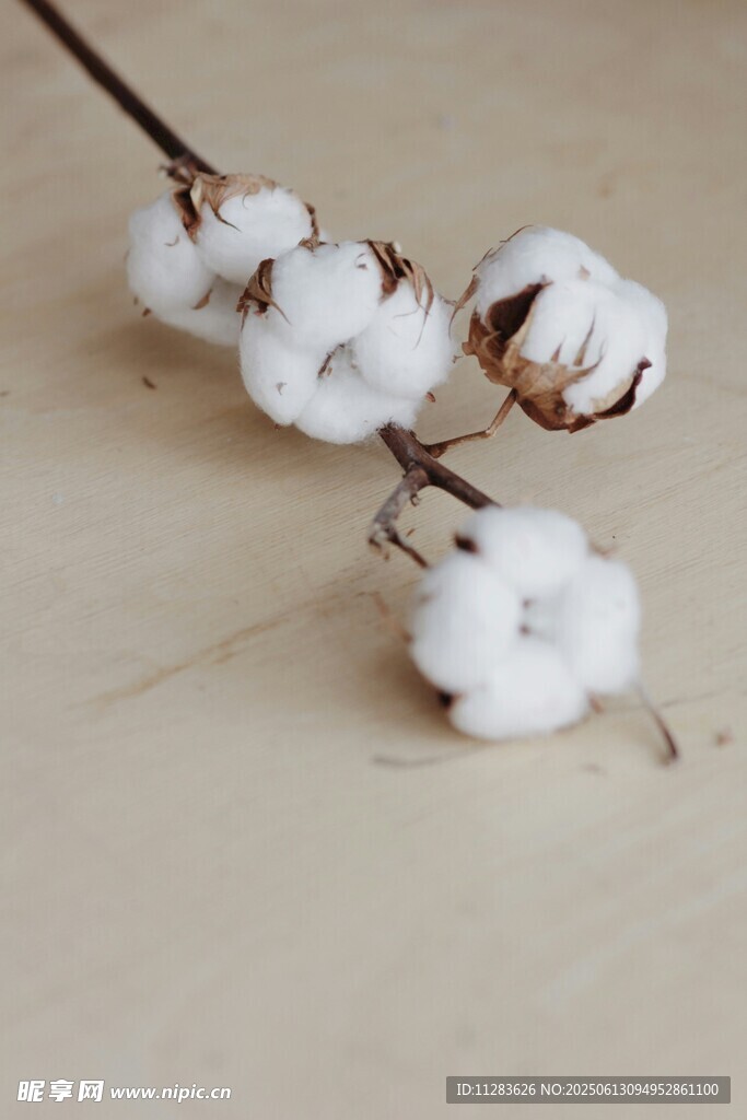 白色棉花枝特寫