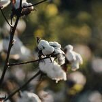 枝頭綻放的潔白棉花