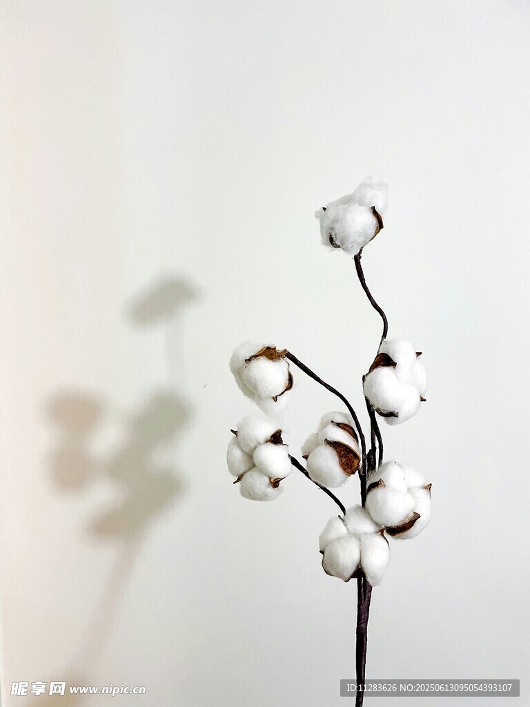 棉花