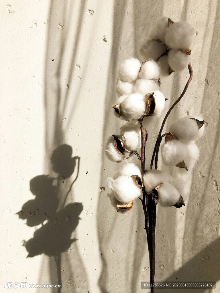 白色棉花特寫與葉片影子