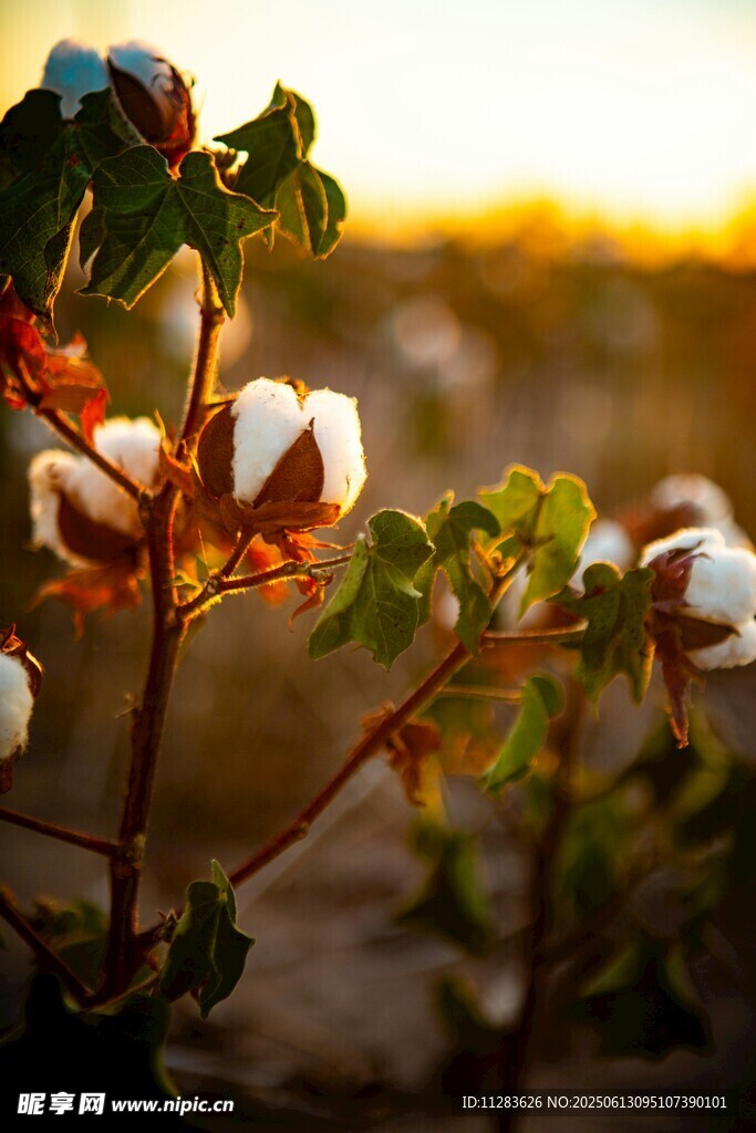 夕陽下的棉花植株