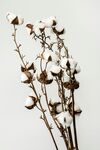 干枯棉枝上的潔白棉花
