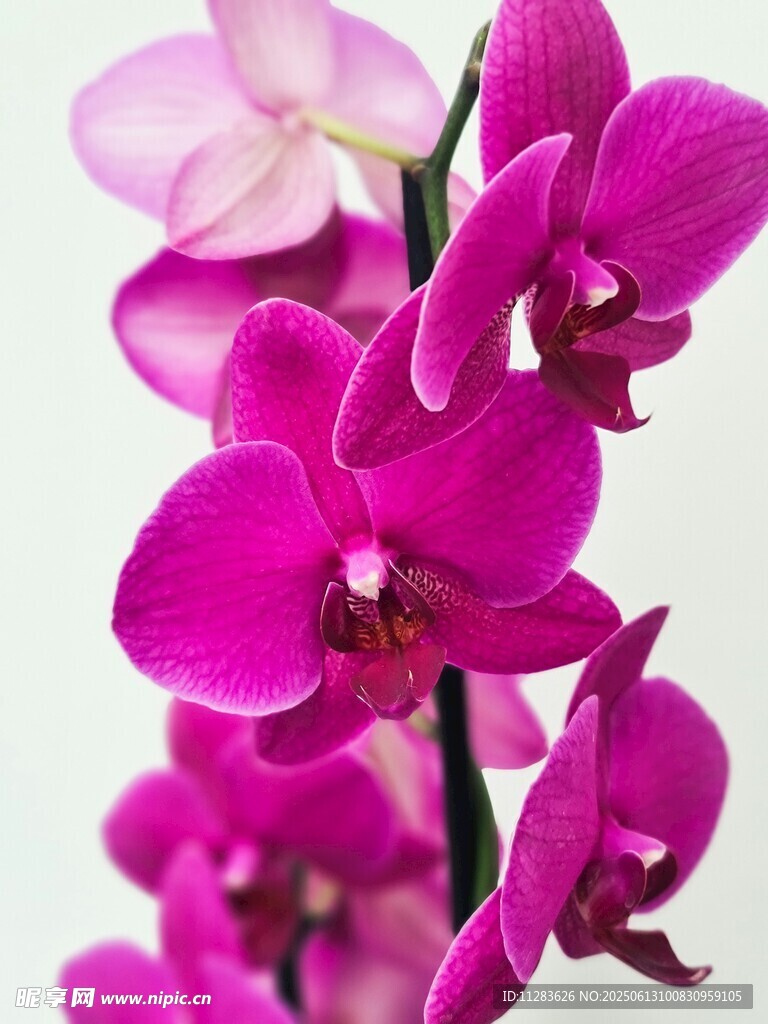 嬌艷紫蘭花綻放