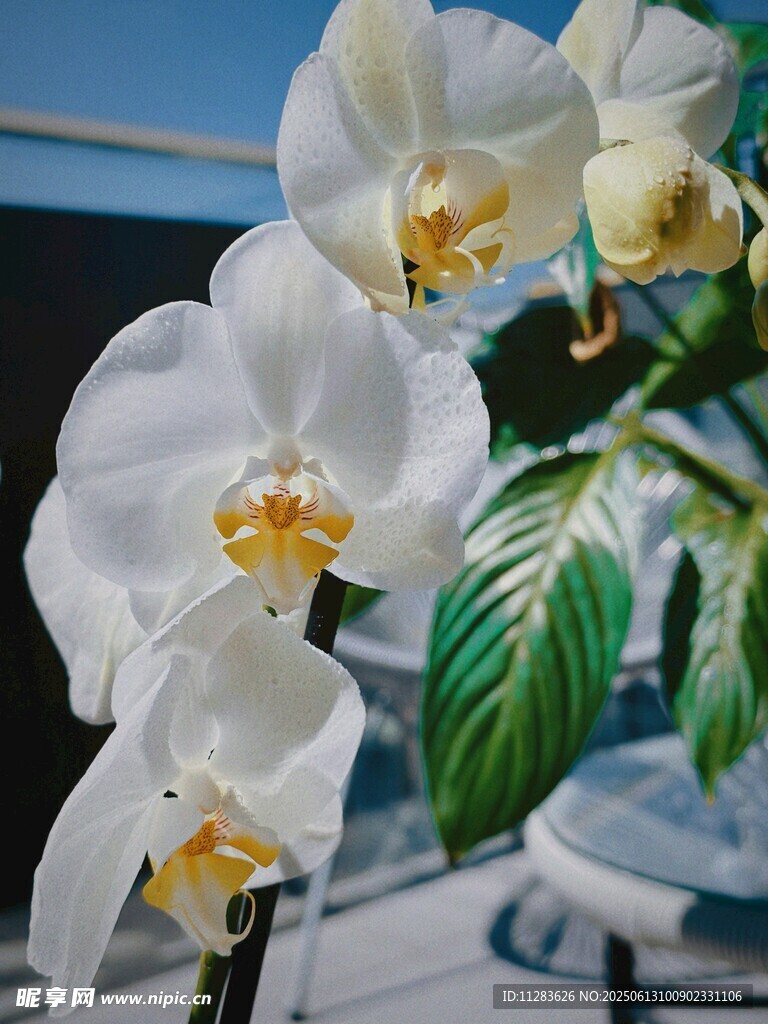 優雅白色蝴蝶蘭綻放