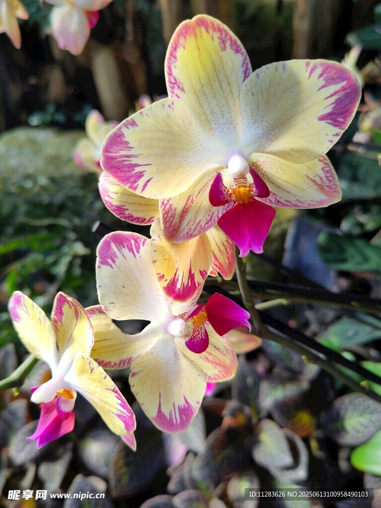 多彩蝴蝶蘭綻放