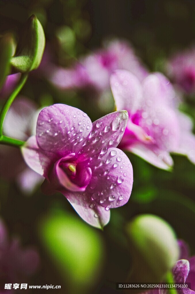 帶露粉紫色蘭花特寫(xiě)