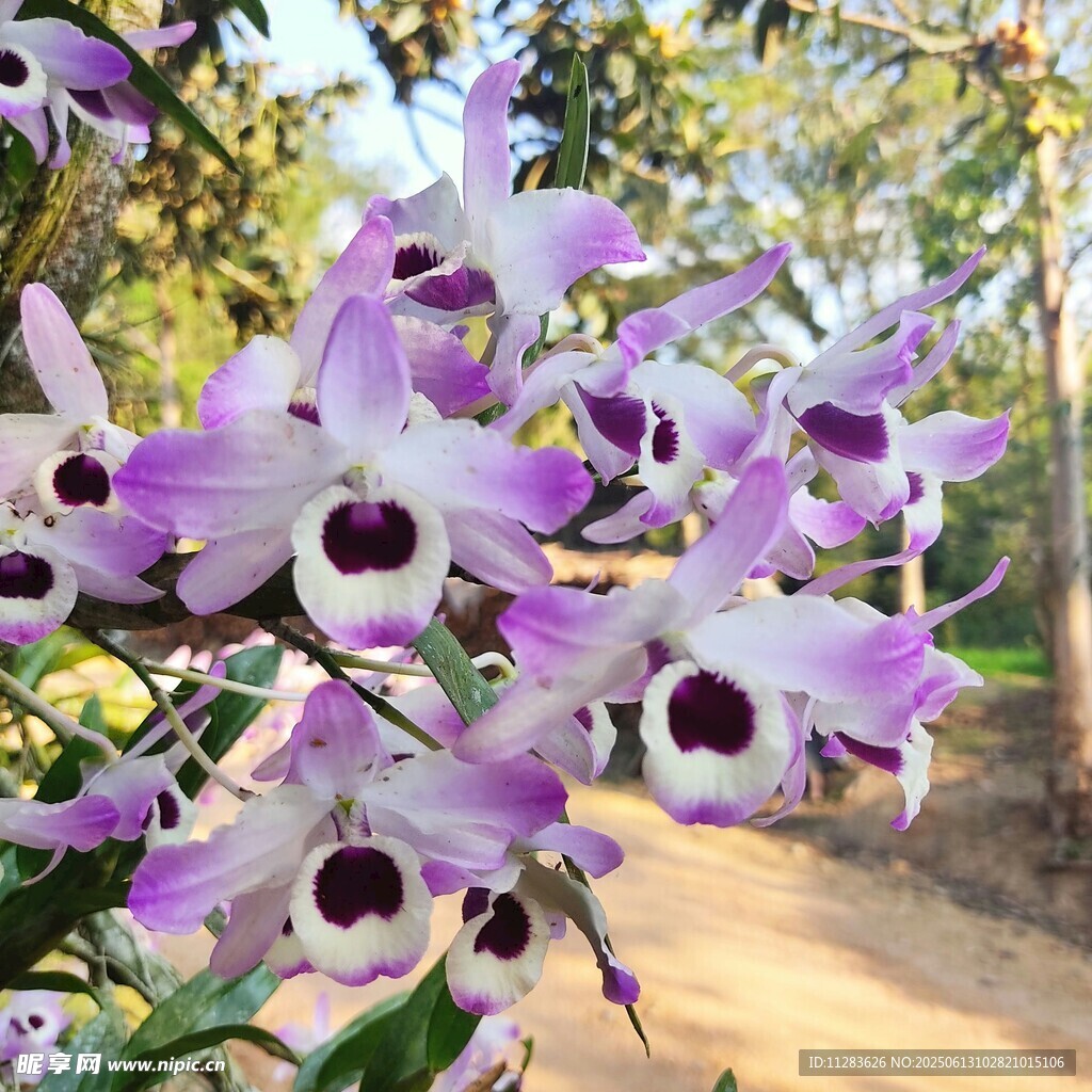紫色蘭花綻放于枝頭