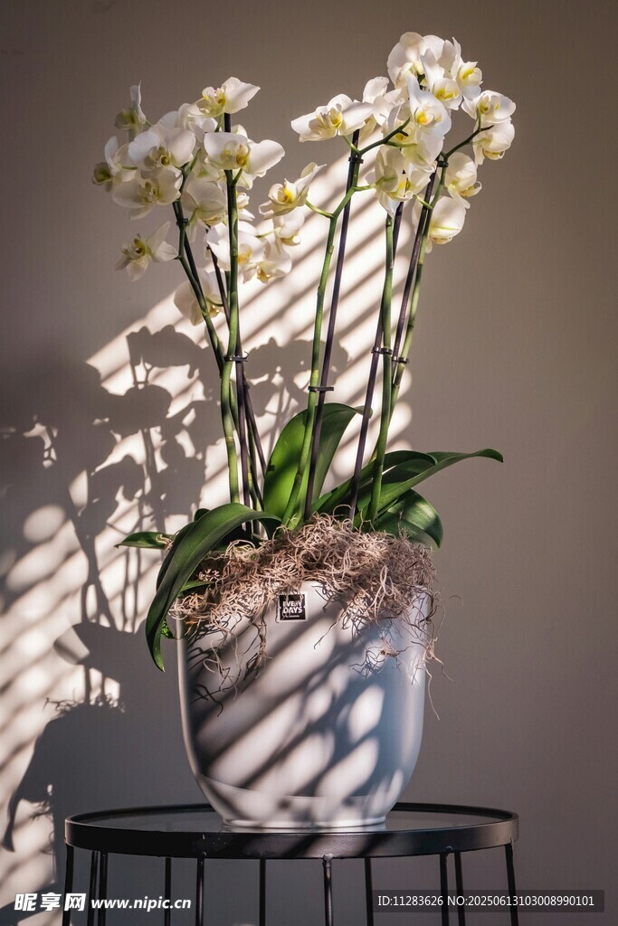 優(yōu)雅盆栽蘭花