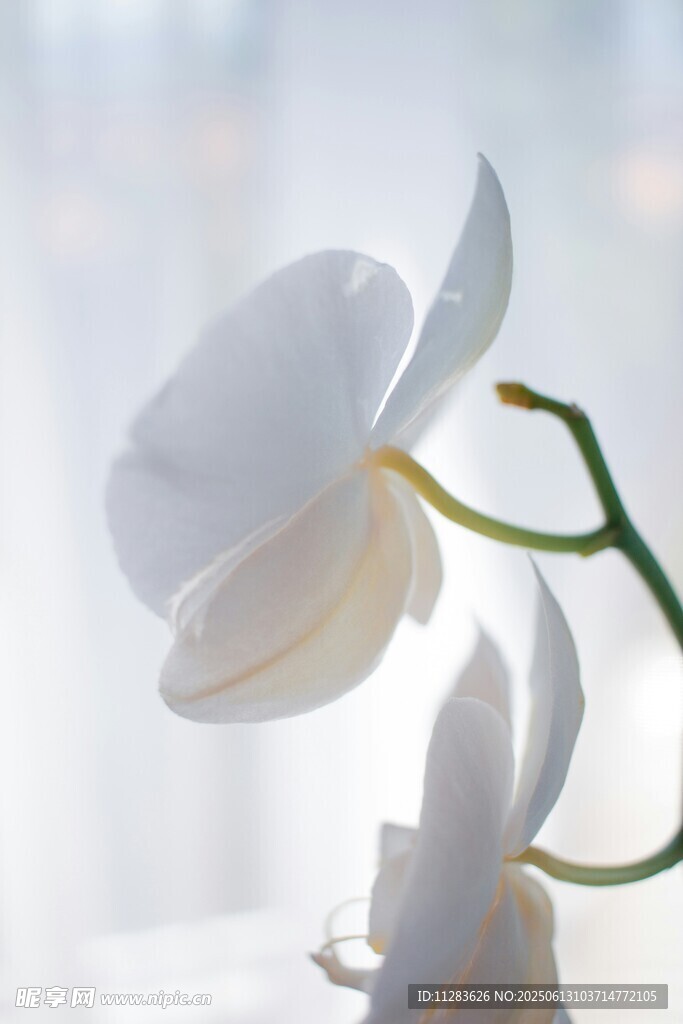 優雅白蘭花特寫