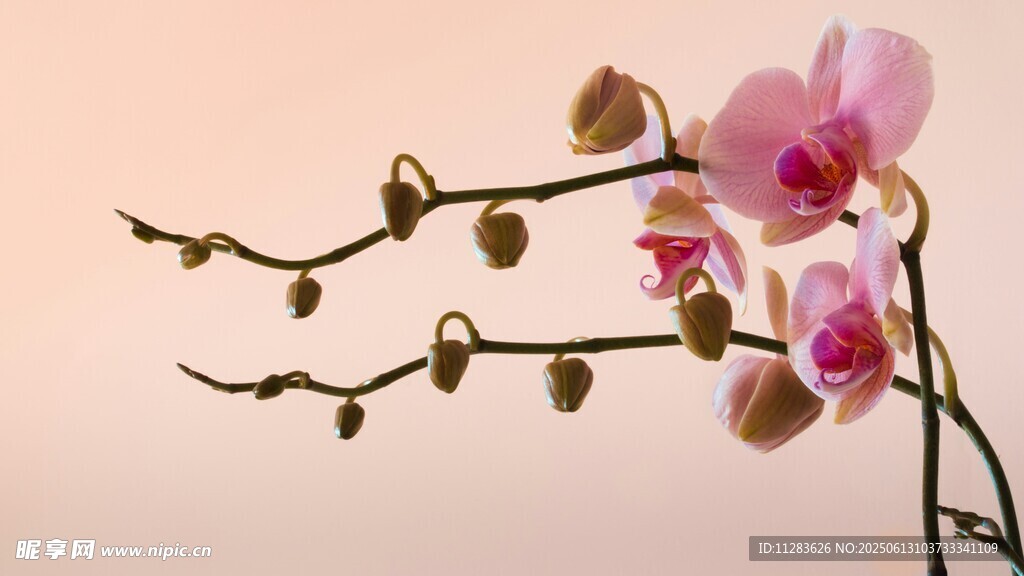 優雅粉色蘭花枝
