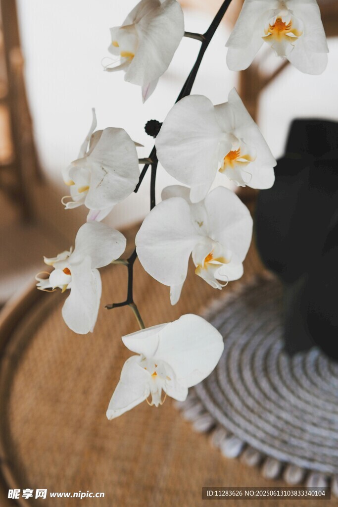 優雅白蘭花枝靜物特寫
