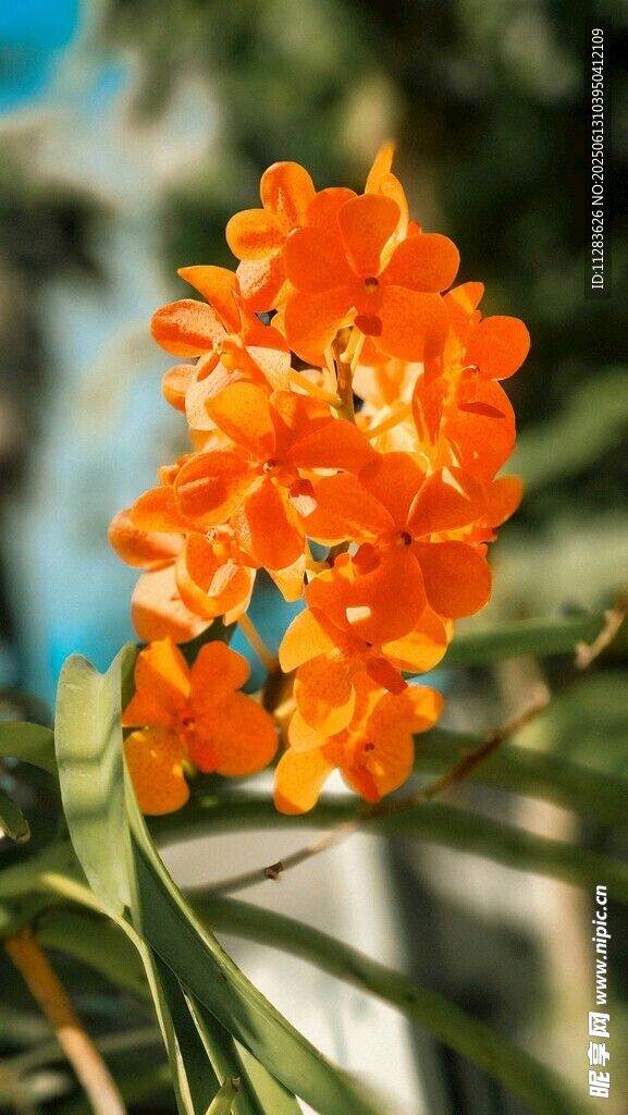鮮艷橙色花朵綻放