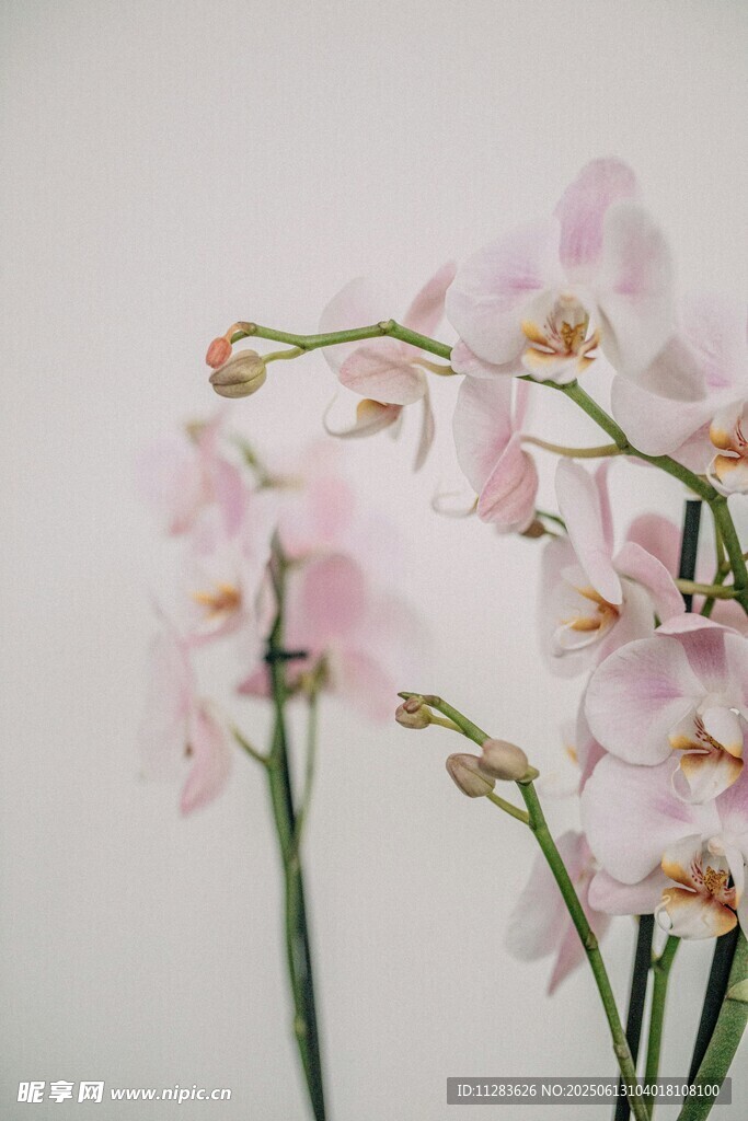 粉色優(yōu)雅蘭花特寫
