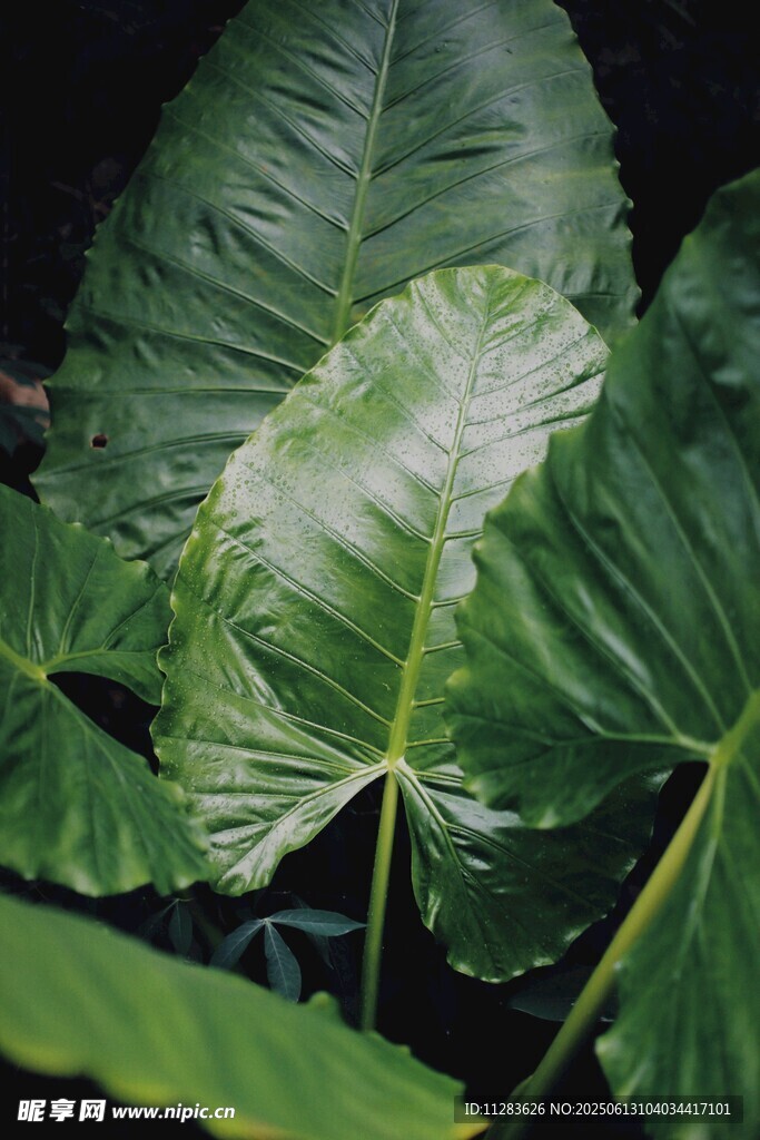 翠綠芋類葉片特寫