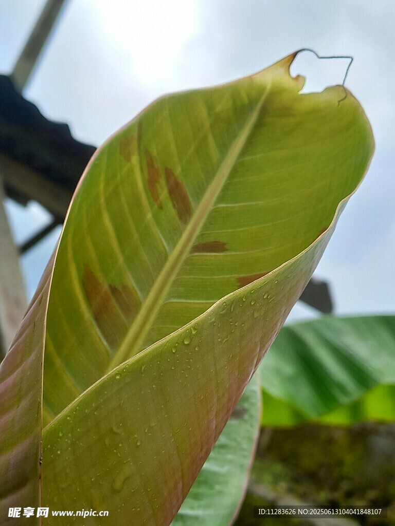 翠綠植物葉片紋理