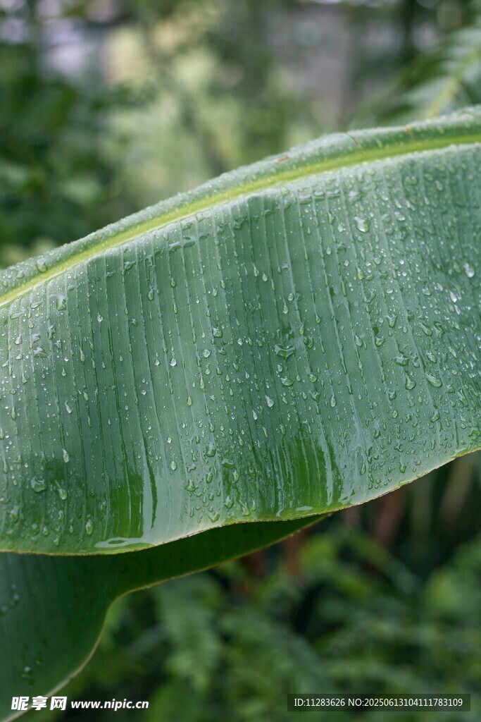 帶水珠的翠綠香蕉葉