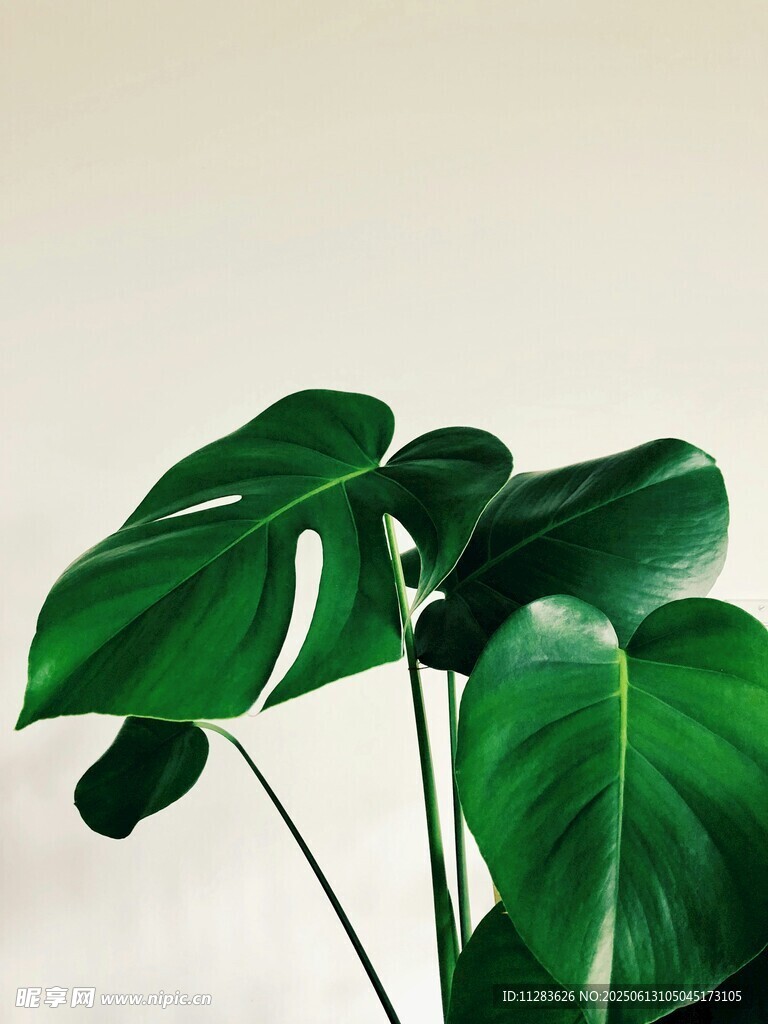 翠綠龜背竹葉片特寫