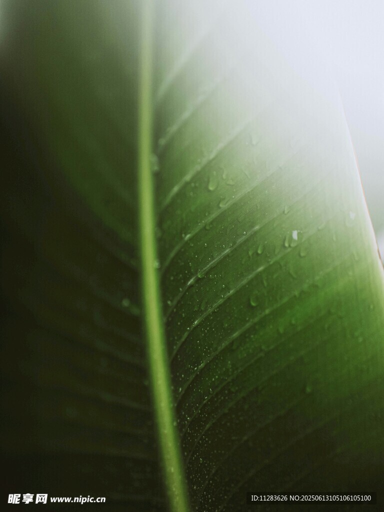 翠綠葉片的細膩紋理
