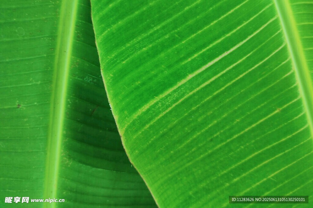 翠綠芭蕉葉紋理特寫