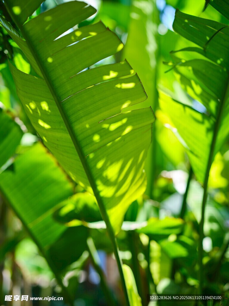 陽(yáng)光下的翠綠芭蕉葉