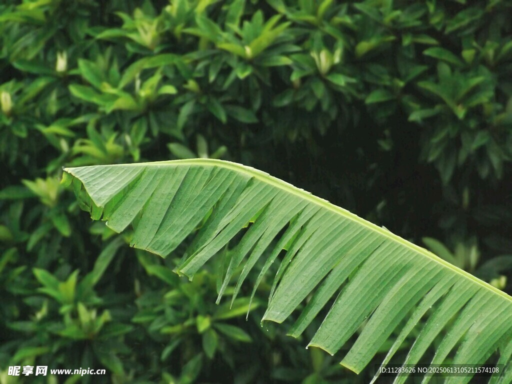 翠綠芭蕉葉