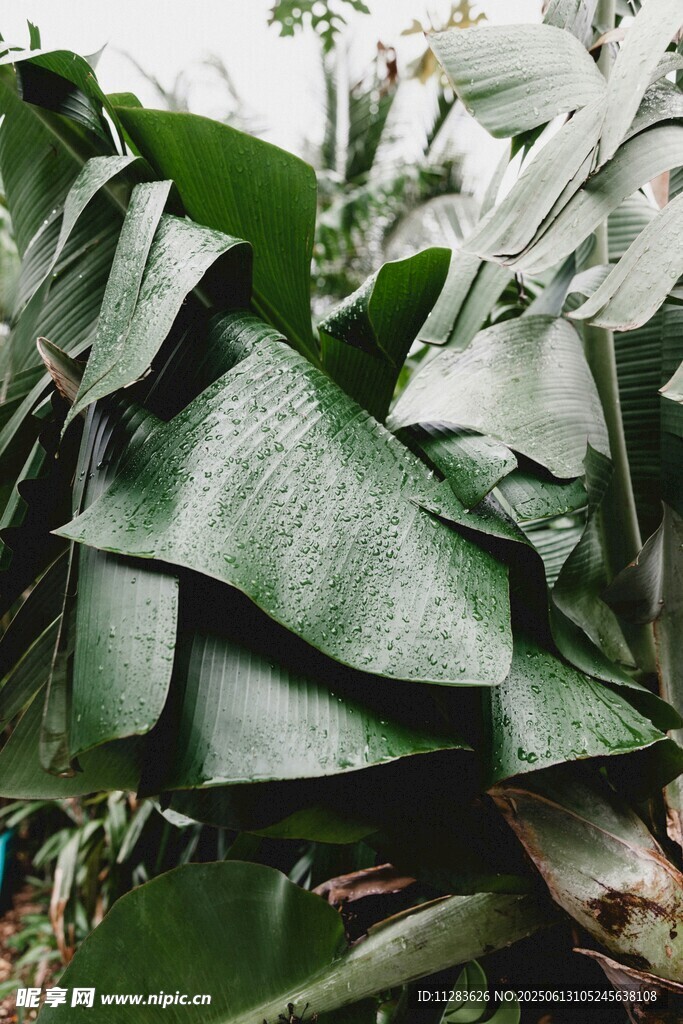 翠綠芭蕉葉特寫