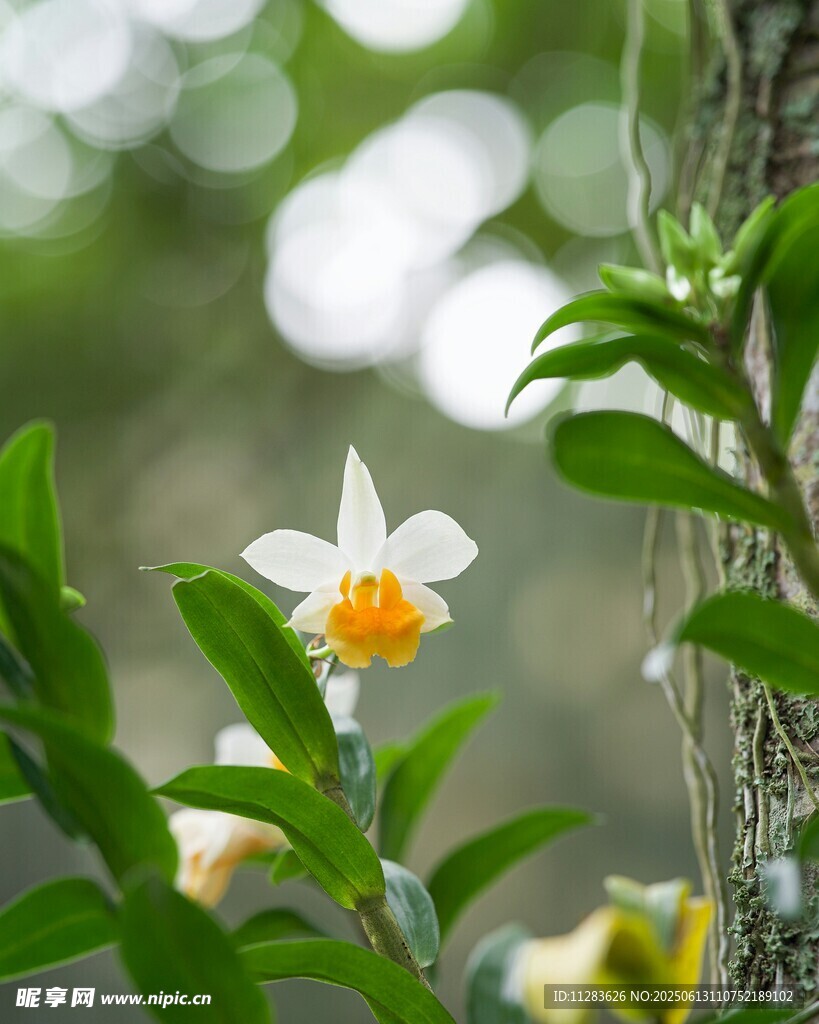 清新綻放的白色水仙花