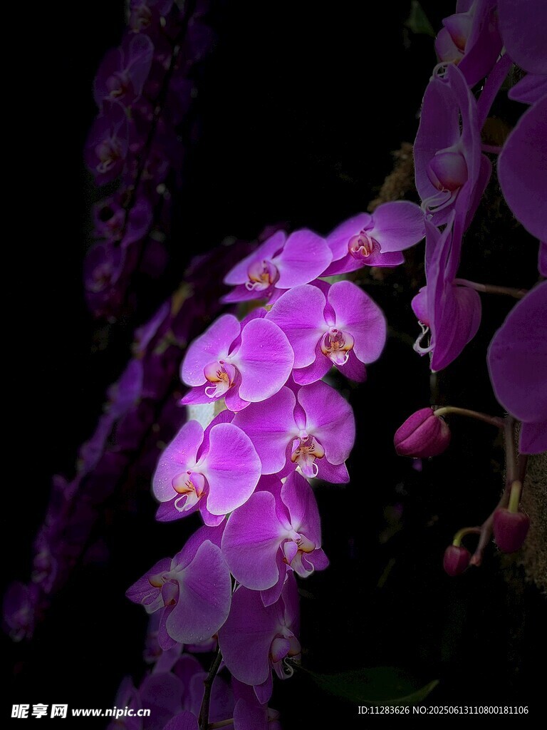 紫色蘭花特寫