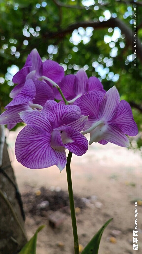 紫色蘭花綻放