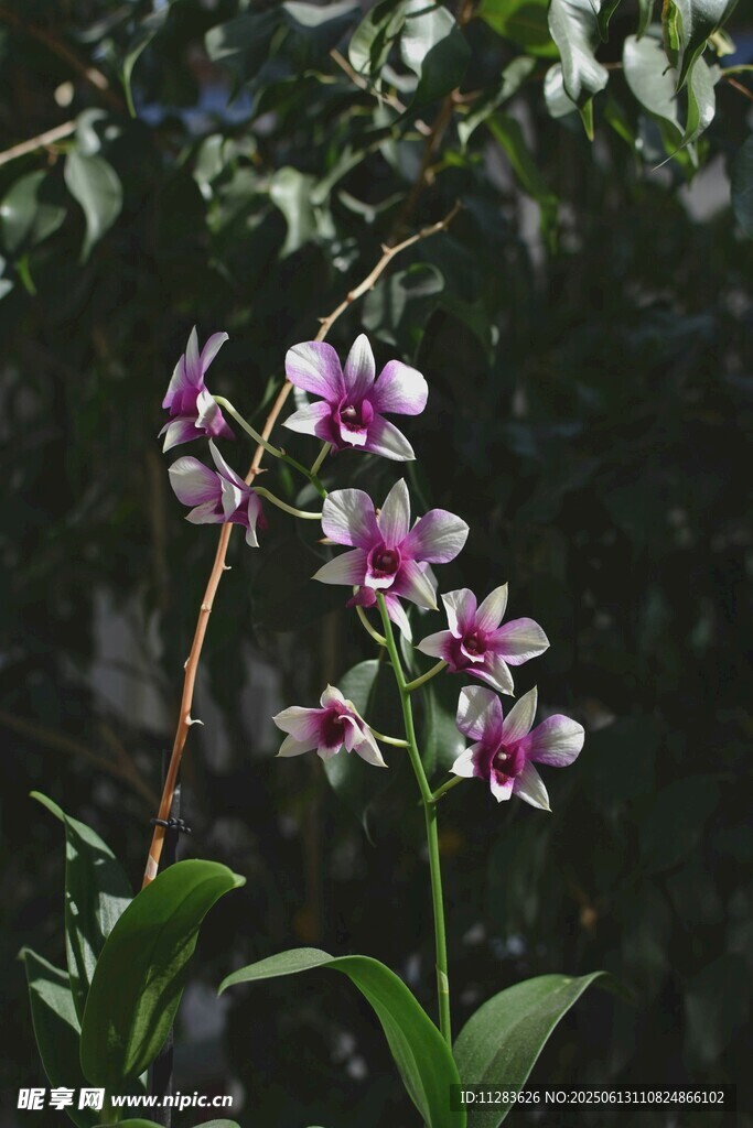 嬌艷紫蘭花綻放